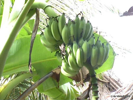 Casco di banane sull'albero