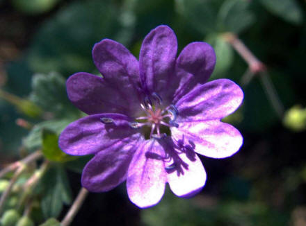 Fiore viola