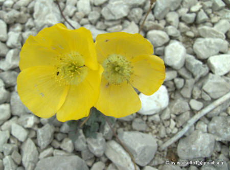 Passo della Fedaia - Fiore giallo