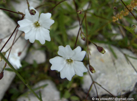 Passo della Fedaia - Fiore bianco