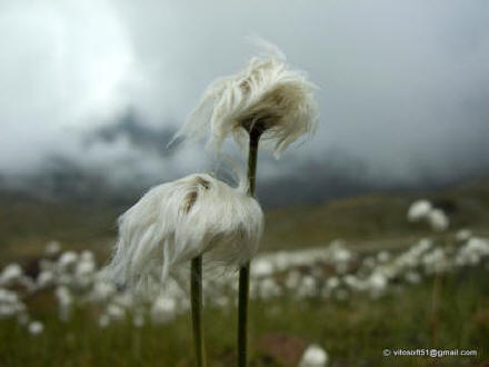 Passo Gavia - Fiore