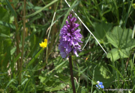 Passo Giovo - fiore
