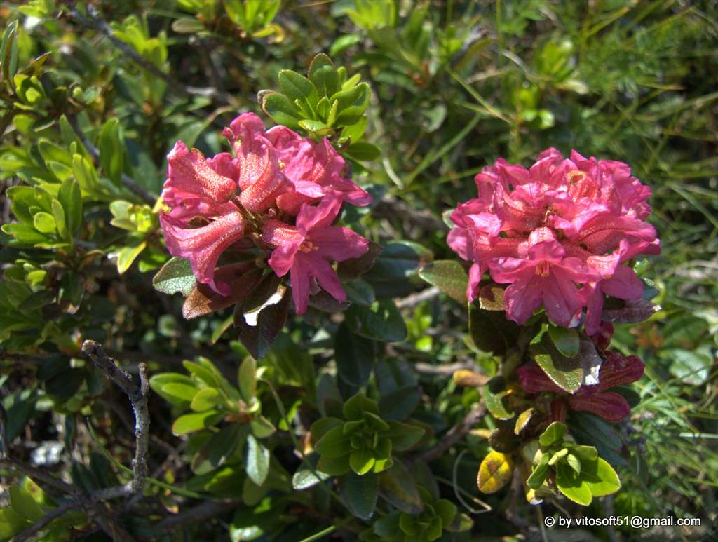 Rododendri
