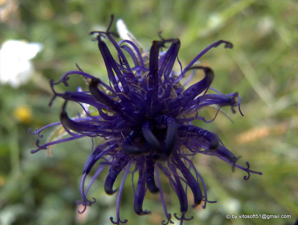 Fiore blu