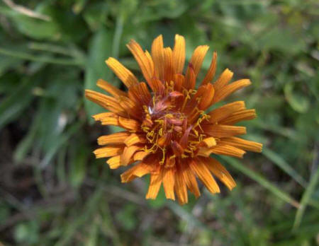 Passo Pordoi - Fiore arancione