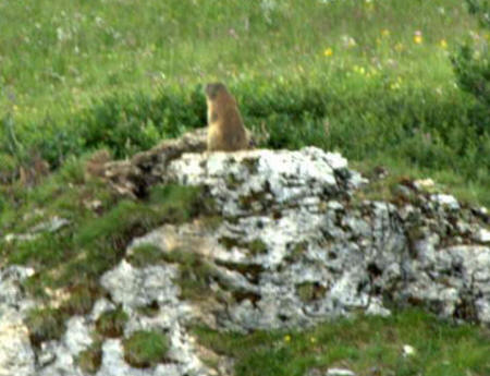Passo Pordoi - Marmotta