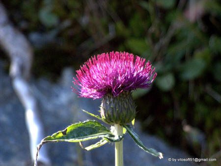 Fiore rosso