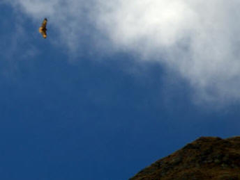 Rapace in volo 