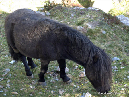 Pony