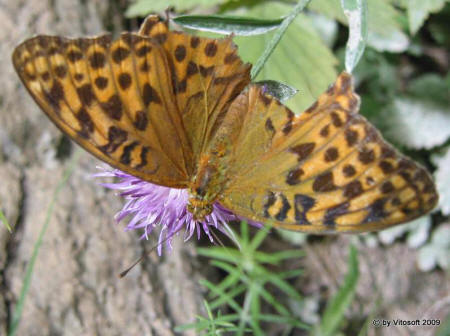 Farfalla