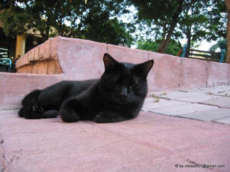 Gatto cubano