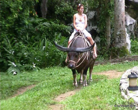 bufalo