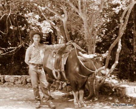 Bufalo 1999