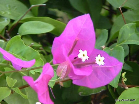 Fiore