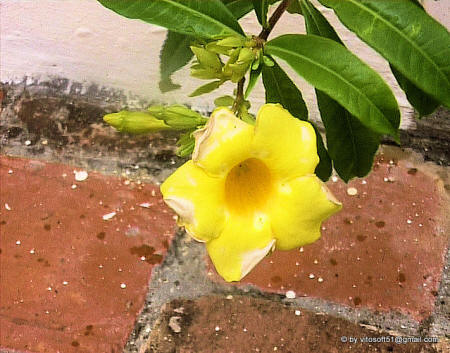 Fiore